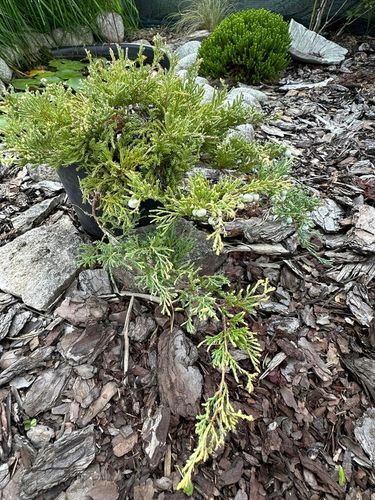 Jałowiec płożący 'Golden Carpet' (Juniperus horizontalis) na Arena.pl
