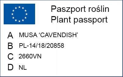 Musa acuminata Bananowiec - EGZOTYCZNY BANAN W DOMU - Duże Liście na Arena.pl