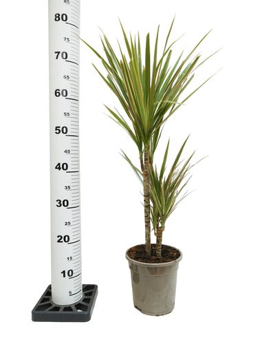 DRACENA BICOLOR 75cm na Arena.pl