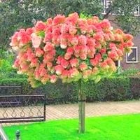 HORTENSJA NA PNIU VANILLE RÓŻOWO-BIAŁA NA WIELOPNIU 130-160 CM
