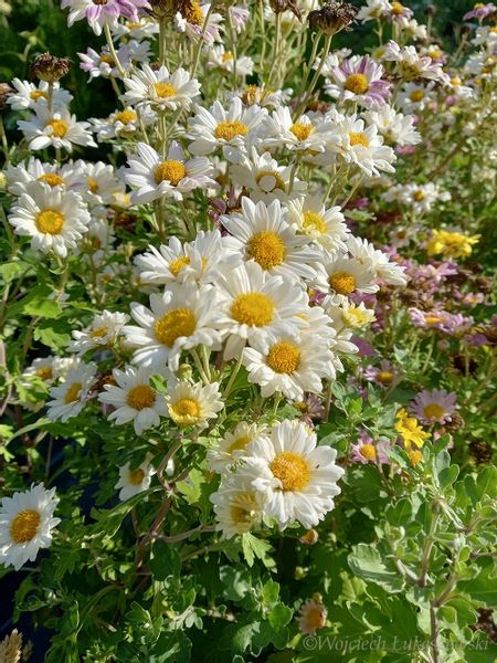 Złocień ogrodowy sadzonki do ogrodu zdjęcie 1