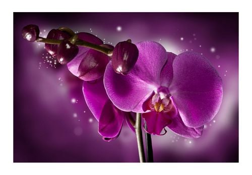 Fototapeta - Baśń i orchidea 450x270 na Arena.pl