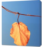 product-compare-59470492