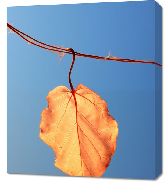 Obraz 60x70cm Ostatni Liść zdjęcie 1