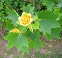 TULIPANOWIEC AMERYKAŃSKI Liriodendron tulipifera NASIONA 200 sztuk - 10g.