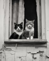 Plakat 40x50cm Para w Oknie