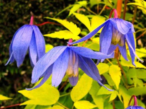 Powojnik Clematis Stolwijk Gold ® C2 E na Arena.pl