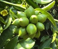 BHANDARI Artabotrys hexapetalus - NASIONA 13 sztuk - 10g