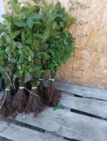 GRAB POSPOLITY sadzonka na żywopłot 30-50 cm 100 sztuk