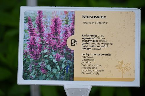Kłosowiec Morello - Agastache na Arena.pl