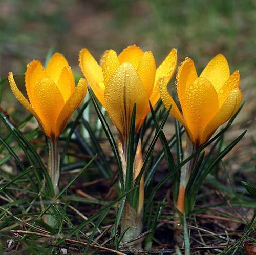 KROKUS cebulki WIOSENNY ŻÓŁTY ROMANCE do donic i gruntu 100 szt. + na Arena.pl