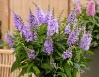 BUDLEJA BUTTERFLY CANDY LITTLE LILA - sadzonki w doniczkach