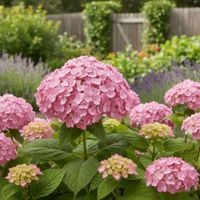 HORTENSJA KRZEWIASTA BUBBLEGUM - sadzonki 10 / 20 cm