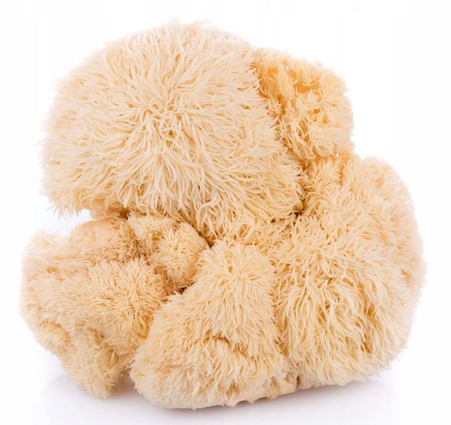 Encann Lion's Mane (Soplówka Jeżowata) + Reishi w płynie ekstrakt 2x 50 ml zdjęcie 2