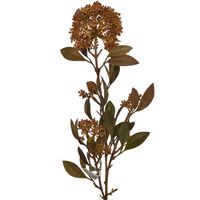 Dodatek czosnek x3 brązowy