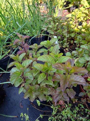 Mięta orange aromat z nutą owocową na Arena.pl