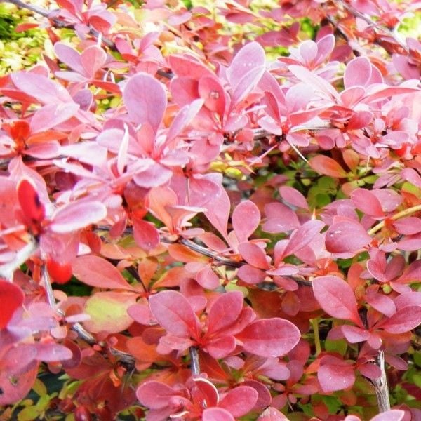 Berberys Thunberga RED CARPET 10-30cm Czerwony Dywan zdjęcie 2