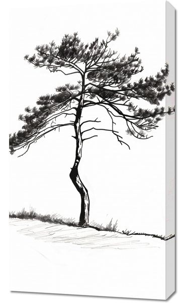 Obraz 50x90cm Samotna Sosna zdjęcie 1