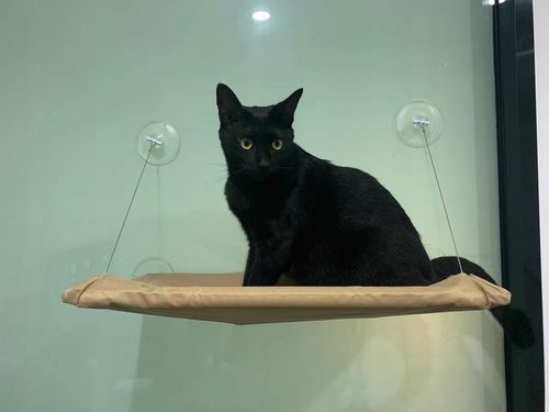 Hamak dla kota do okna – legowisko 55×35, idealne do obserwacji na Arena.pl