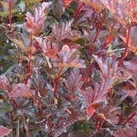 P9 PĘCHERZNICA RED BARON CZERWONOLISTNA KRZEWY24