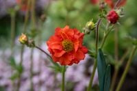 Kuklik Tempest Scarlet - Geum boliviense