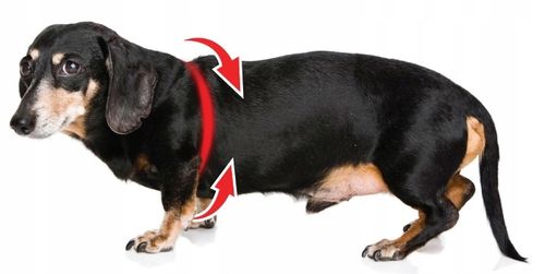 Szelki dla psa + Smycz BEZUCISKOWE czarne rozm XL Labrador Golden Owczarek na Arena.pl