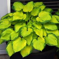 Funkia 'Stained Glass' (Hosta) Jasne liście Doniczka 2.5L