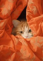 Plakat 67,5x95cm Ukryty Kot