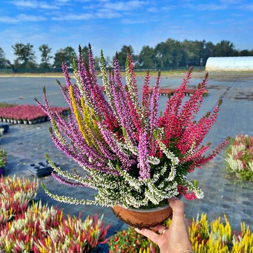 Wrzos Misa Jesienna Kompozycja Czterokolorowa Ładne Kolorowe Donice na Arena.pl