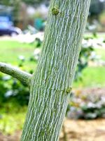 P9 KLON ZIELONOKORY ACER TEGMENTOSUM