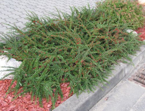 IRGA POZIOMA Cotoneaster horizontalis - NASIONA 6000 sztuk - 100g. na Arena.pl
