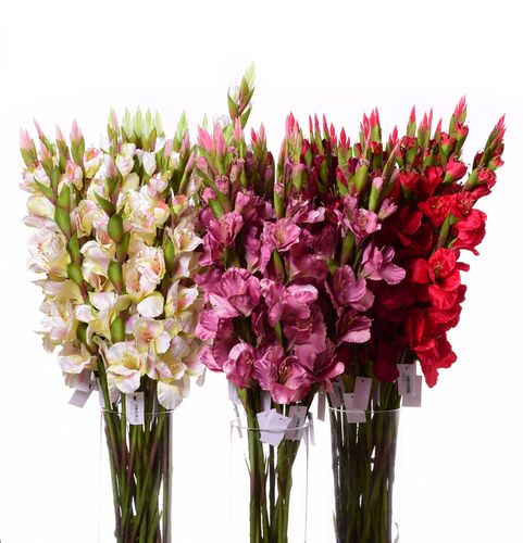 Mieczyk burgund 84cm na Arena.pl