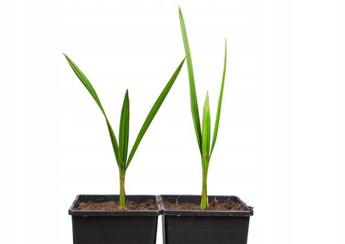 Jubaea Chilensis palma mrozoodporna 20-30cm na Arena.pl