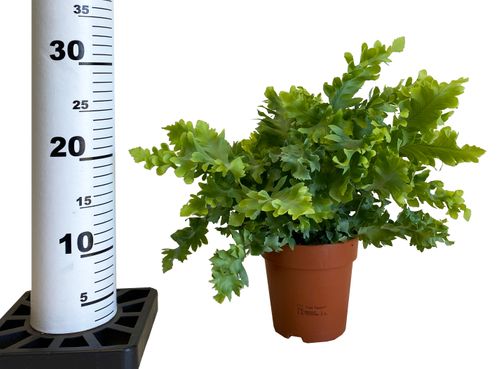 PAPROĆ  PHLEBODIUM DAVANA 30cm na Arena.pl