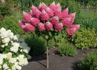 HORTENSJA NA PNIU CANDLELIGHT ELEGANCJA W OGRODZIE