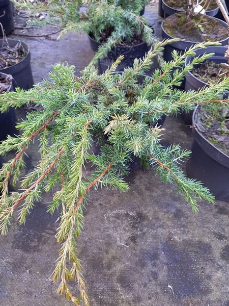Jałowiec nadbrzeżny - Juniperus conferta Schlager zdjęcie 5