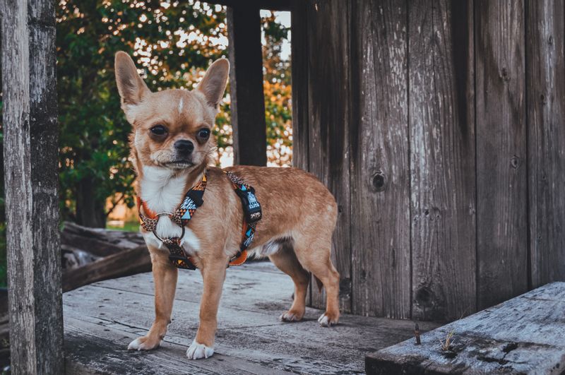 SZELKI DLA PSA / KOTA DANGEROUS ANIMALS S/M zdjęcie 5