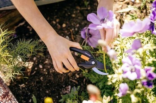 Sekator Ogrodniczy Fiskars P26 Singlestep 1000567 Nożyce do świeżych na Arena.pl