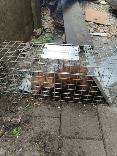 ŻYWOŁAPKA PUŁAPKA NA KUNY SZCZURY ŁASICE NORKI TCHÓRZE ŁASKI ŁAPKA na Arena.pl