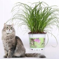 TRAWA dla kota Cyperus Zumula przysmak na sierść gotowa do spożycia Papirus