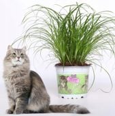 TRAWA dla kota Cyperus Zumula przysmak na sierść gotowa do spożycia Papirus