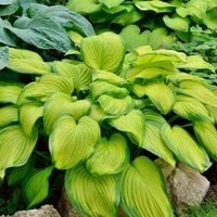 Funkia Hosta STAINED GLASS Żółta Do cienia Duże sadzonki 1L