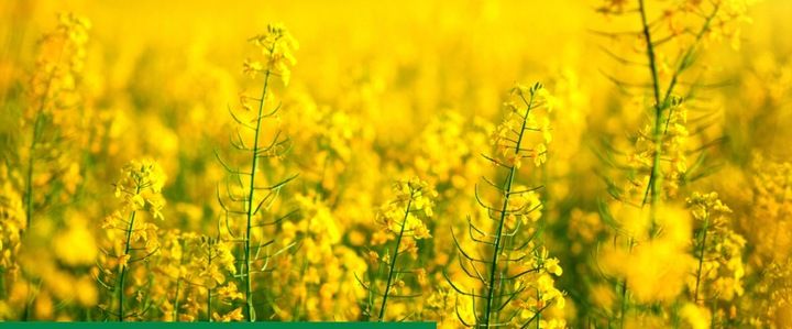 ROSAHUMUS 1kg nawóz organiczny kwasy humusowe POTAS POPRAWIA JAKOŚĆ GLEBY zdjęcie 14