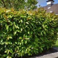 product-compare-60877573