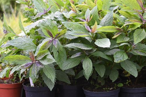 Sadziec Baby Joe - Eupatorium maculatum na Arena.pl