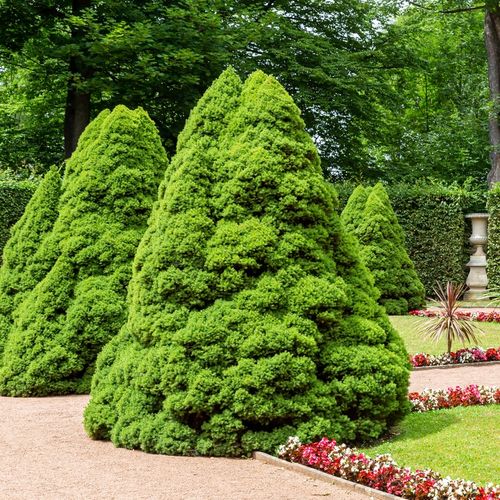 Świerk biały CONICA Choinka w doniczce Stożek bez formowania Sadzonki C3 na Arena.pl