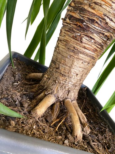 DRACENA DRACO SMOCZA 120 cm na Arena.pl