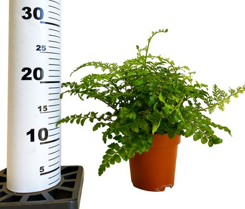 ASPLENIUM PARVATI PAPROĆ 25cm na Arena.pl