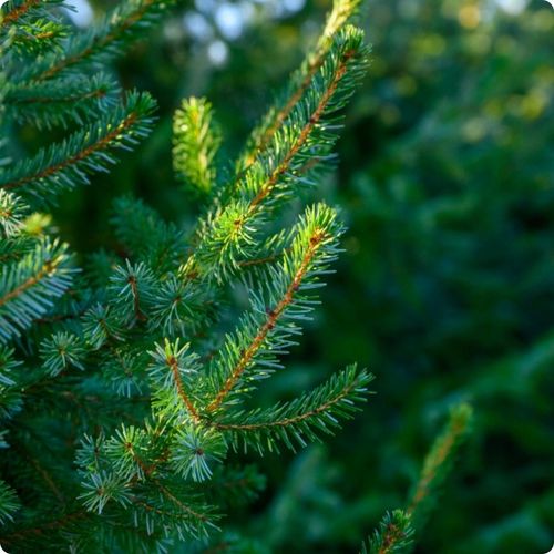 SIARCZAN AMONU 5kg NAWÓZ JESIENNY DO IGLAKÓW TUI WRZOSÓW WRZOŚCÓW na Arena.pl