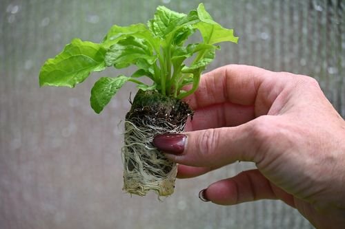 Dąbrówka rozłogowa Gold Chang - Ajuga reptans na Arena.pl